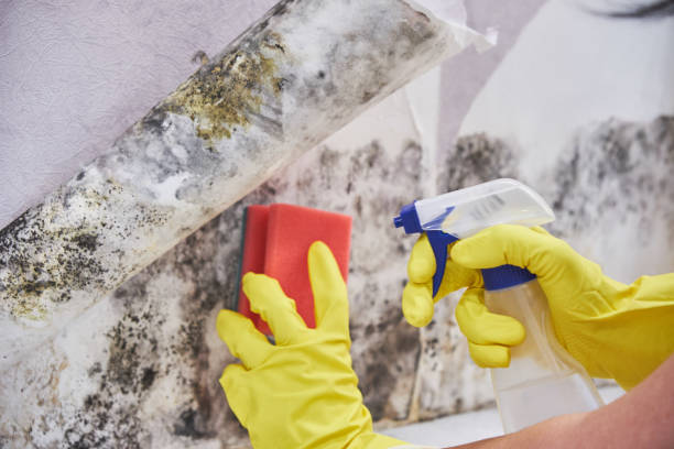 Mold Odor Removal Services in Clute, TX